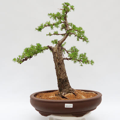 Venkovní bonsai - Larix decidua - Modřín opadavý - 1
