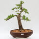 Venkovní bonsai - Larix decidua - Modřín opadavý - 1/5