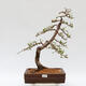 Venkovní bonsai - Larix decidua - Modřín opadavý - 1/5