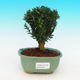 Pokojová bonsai korkový buxus PB216328 - 1/4