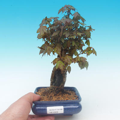Shohin - Javor-Acer burgerianum na skále - 1