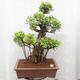 Pokojová bonsai - malolistý fíkus - Ficus retusa Kimmen - 1/4