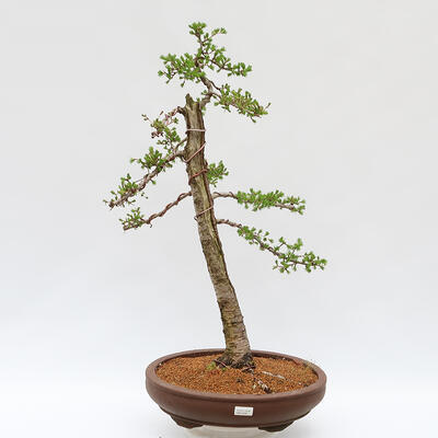Venkovní bonsai - Larix decidua - Modřín opadavý - POUZE PALETOVÁ PŘEPRAVA - 1