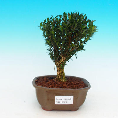 Pokojová bonsai korkový buxus PB216329 - 1