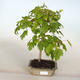 Venkovní bonsai - Acer ginala - Javor ohnivý - 1/2