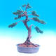 Venkovní bonsai-Juniperus chinenssis-Jalovec čínský - 1/3
