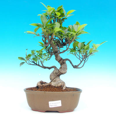 Pokojová bonsai - malolistý fíkus PB214331 - 1