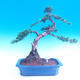 Venkovní bonsai-Juniperus chinenssis-Jalovec čínský - 1/4