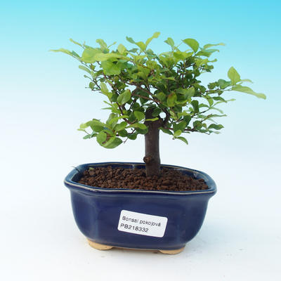 Pokojová bonsai - Sagerécie čajová - 1