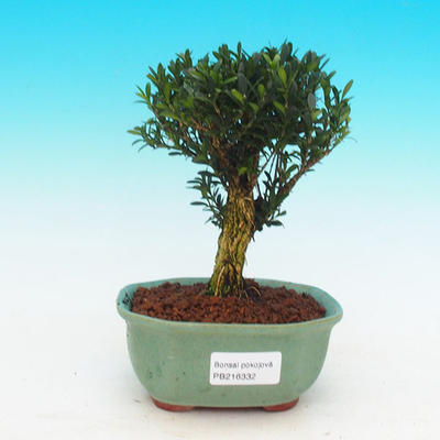 Pokojová bonsai korkový buxus PB216332 - 1