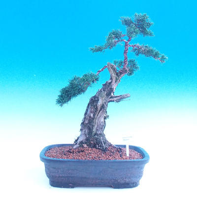 Venkovní bonsai-Juniperus chinenssis-Jalovec čínský - 1