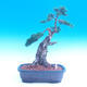 Venkovní bonsai-Juniperus chinenssis-Jalovec čínský - 1/4