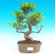 Pokojová bonsai - malolistý fíkus PB214333 - 1/2