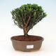 Pokojová bonsai - Buxus harlandii - korkový buxus - 1/3