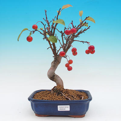 Venkovní bonsai -Maloplodá jabloň - Malus haliana