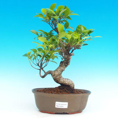 Pokojová bonsai - malolistý fíkus PB214334 - 1