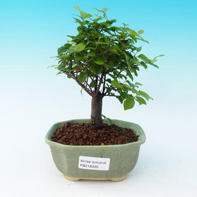 Pokojová bonsai - Sagerécie čajová - 1