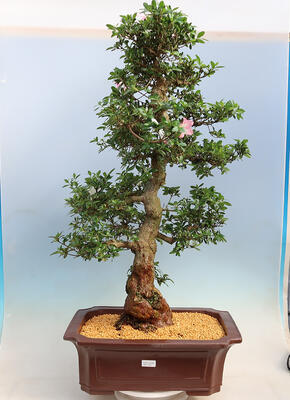 Venkovní bonsai - Japonská azalka SATSUKI- Azalea BEYAKUREN - 1