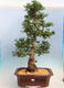 Venkovní bonsai - Japonská azalka SATSUKI- Azalea BEYAKUREN - 1/6