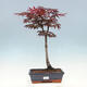 Venkovní bonsai - Javor dlanitolistý - Acer palmatum TROUTENBURG - 1/6