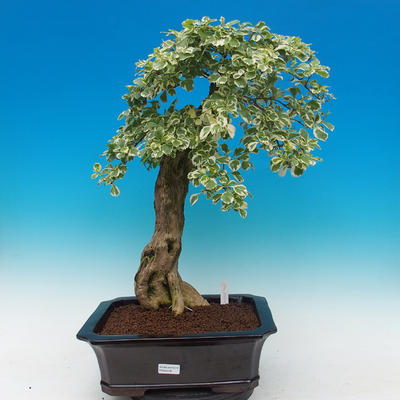 Pokojová bonsai - Duranta variegata - 1