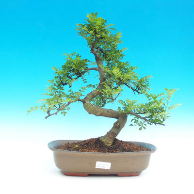 Pokojová bonsai -Pepřovník PB214336 - 1