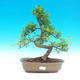 Pokojová bonsai -Pepřovník PB214336 - 1/4