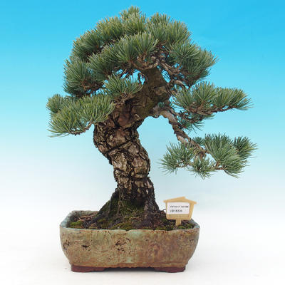 Venkovní bonsai - Borovice parviflora - Borovice drobnokvětá - 1