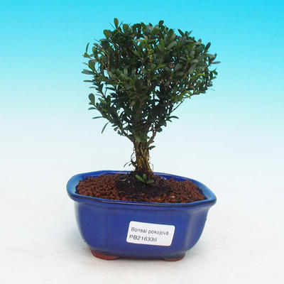 Pokojová bonsai korkový buxus PB216336 - 1