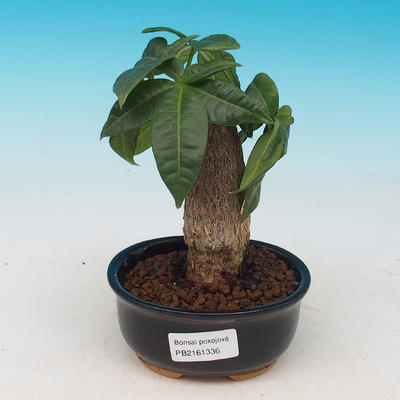 pokojová bonsai - Pachira vodní