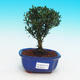 Pokojová bonsai korkový buxus PB216336 - 1/4