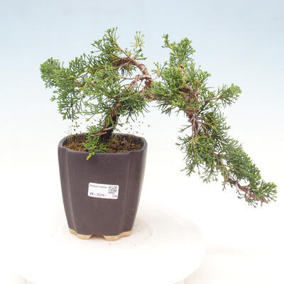 Venkovní bonsai - Juniperus chinensis Kaizuka - Jalovec čínský - 1