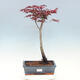 Venkovní bonsai - Javor dlanitolistý - Acer palmatum TROUTENBURG - 1/6