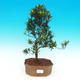 Pokojová bonsai-Podocarpus- kamenný tis PB216337 - 1/4