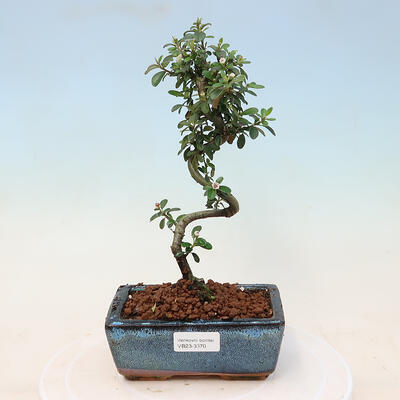 Venkovní bonsai-Cotoneaster dammeri - Skalník Damerův - 1