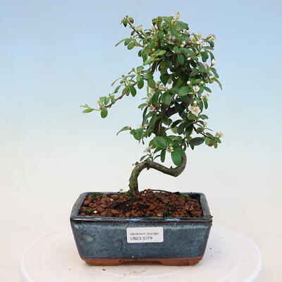 Venkovní bonsai-Cotoneaster dammeri - Skalník Damerův - 1