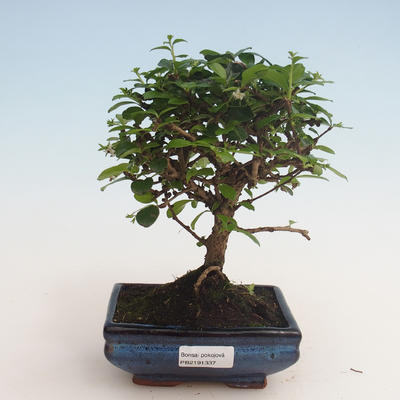 Pokojová bonsai - Carmona macrophylla - Čaj fuki 412-PB2191337 - 1