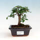 Pokojová bonsai - Ulmus parvifolia - Malolistý jilm - 1/3