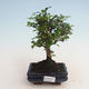 Pokojová bonsai - Carmona macrophylla - Čaj fuki 412-PB2191338 - 1/5