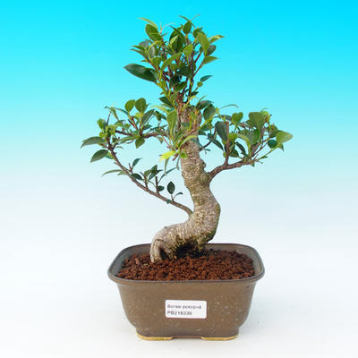 Pokojová bonsai - malolistý fíkus - 1