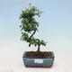 Venkovní bonsai-Cotoneaster dammeri - Skalník Damerův - 1/3