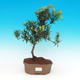 Pokojová bonsai-Podocarpus- kamenný tis PB216339 - 1/4
