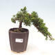 Venkovní bonsai - Juniperus chinensis Kaizuka - Jalovec čínský - 1/2