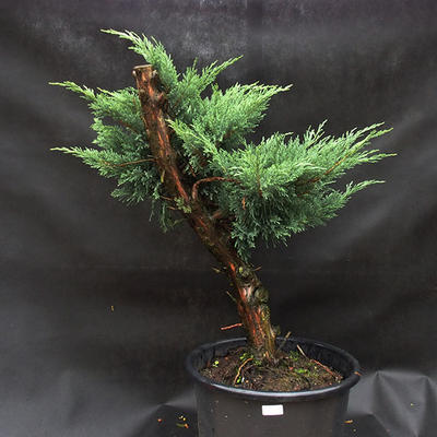 Jalovec - Juniperus sabina NO-33 - 1