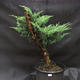 Jalovec - Juniperus sabina NO-33 - 1/5
