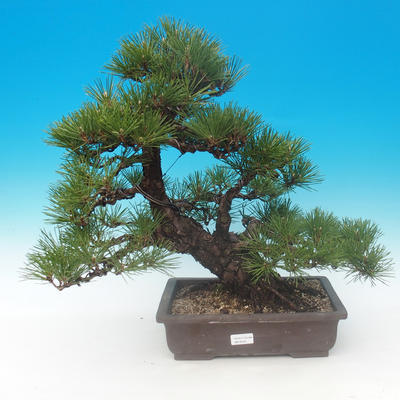 Pinus thunbergii - borovice thunbergova - 1