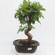 Venkovní bonsai -Malus halliana - Maloplodá jabloň - 1/6