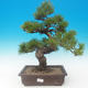 Pinus thunbergii - borovice thunbergova - 1/4