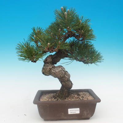 Pinus thunbergii - borovice thunbergova - 1