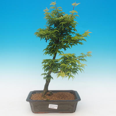 Acer palmatum SHISHIGASHIRA- Javor malolistý - 1